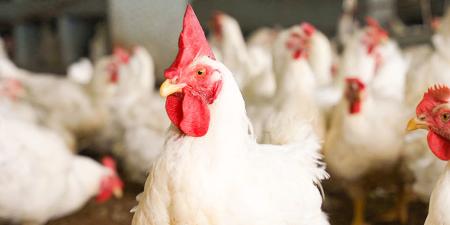 ¡Descubre el fascinante lenguaje de las gallinas!