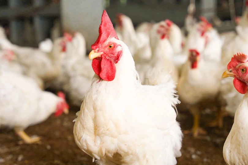 ¡Descubre el fascinante lenguaje de las gallinas!